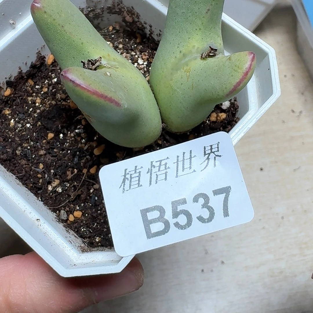 537号多肉植物哇f g g h