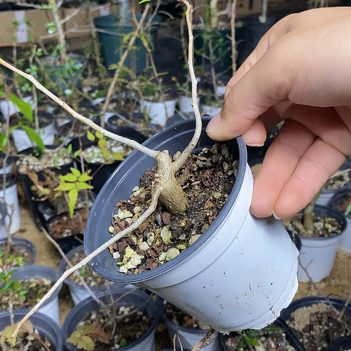 芳香带盆土发货植物