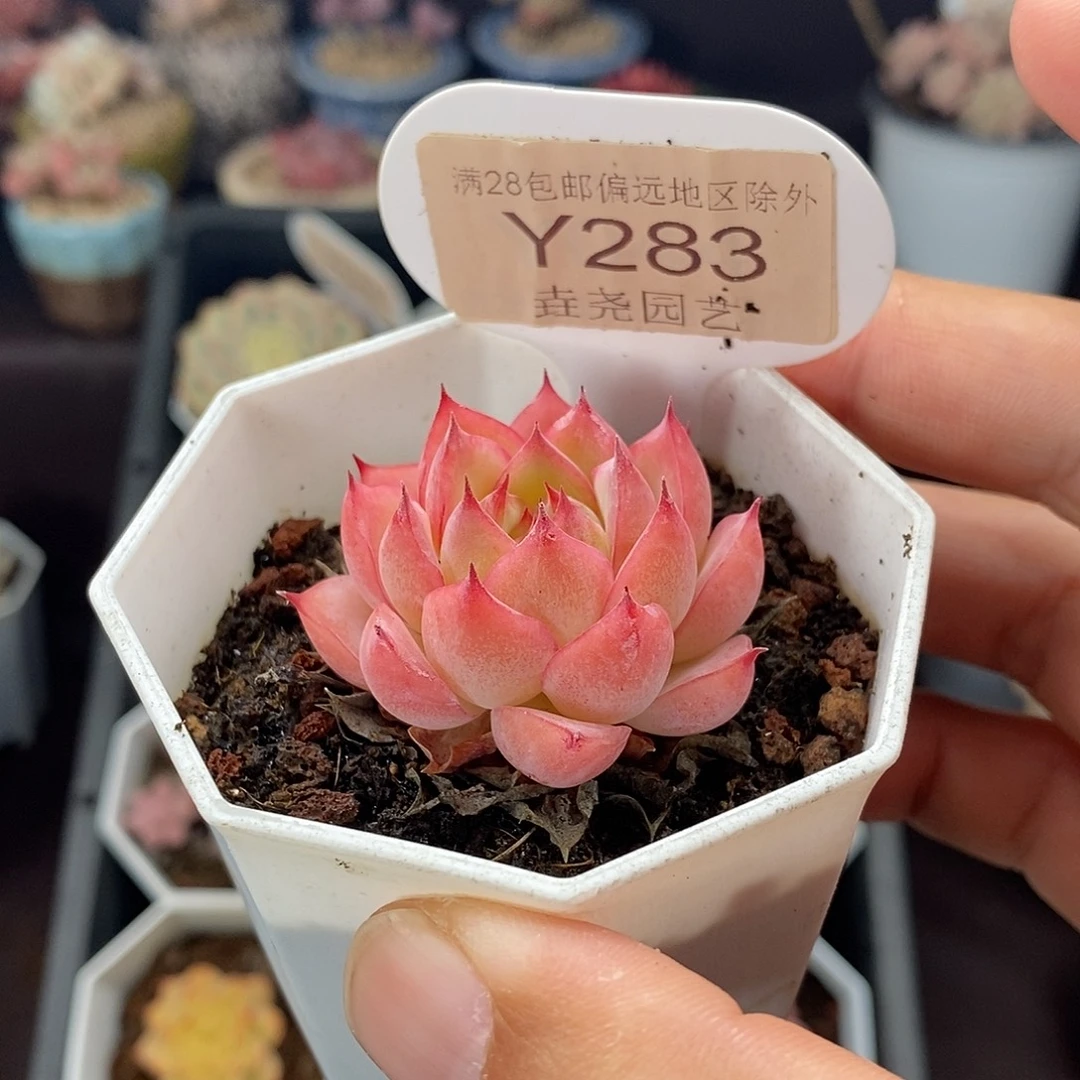 0283 粉水晶 4cm