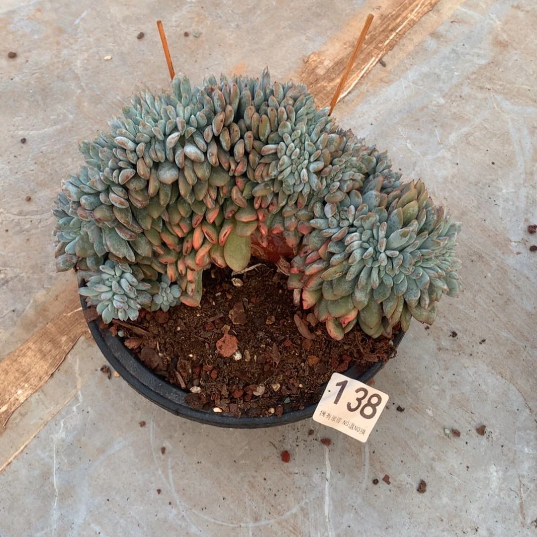 138橙子缀化多肉植物