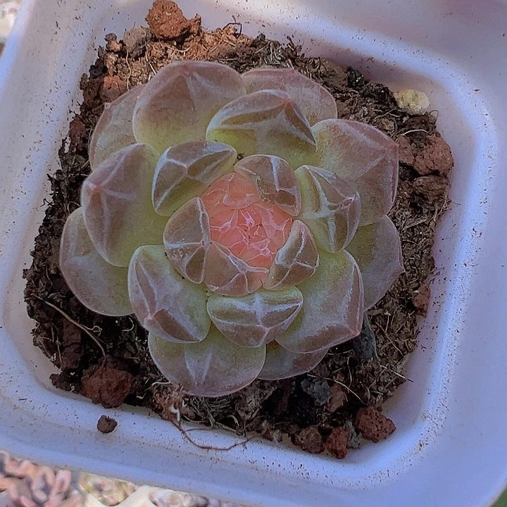 精品冰魄19包邮多肉植物