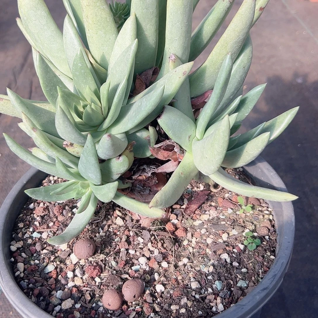 伊静思仙女杯脱土发货