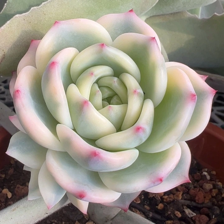 自***风暗夜香槟锦一物一拍锦龙