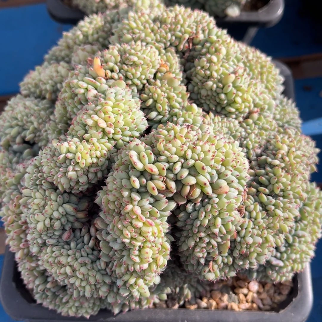 有*花12364825847558586