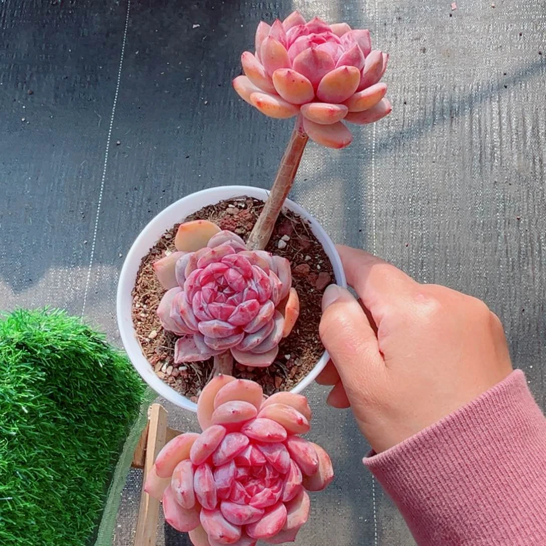 若*风靡园艺石榴籽星影三头