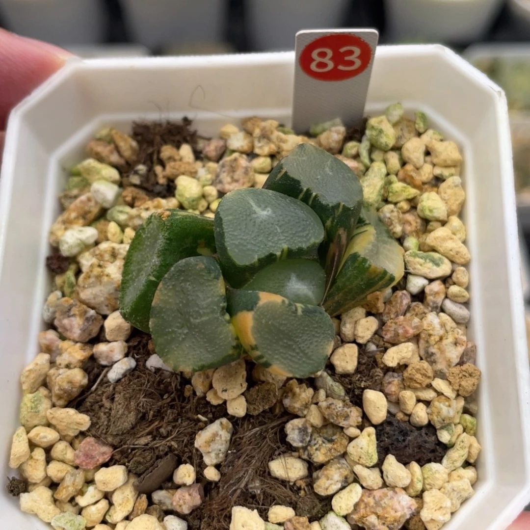 小蔡的菜园83望乡锦