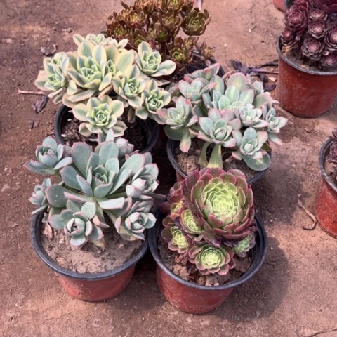 666多肉植物组合