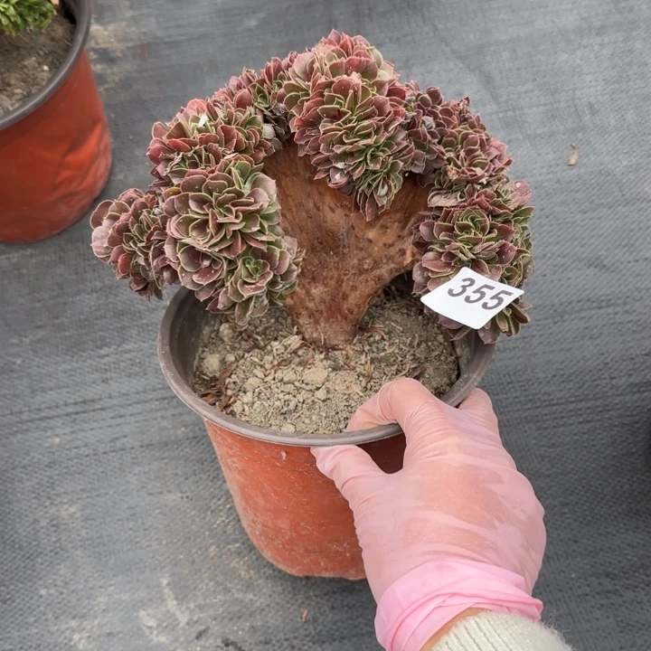 花***界多肉植物玫瑰缀355