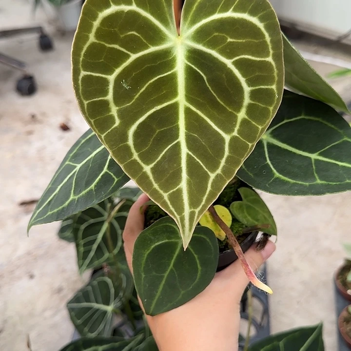 无花朵拾*一物一拍S74