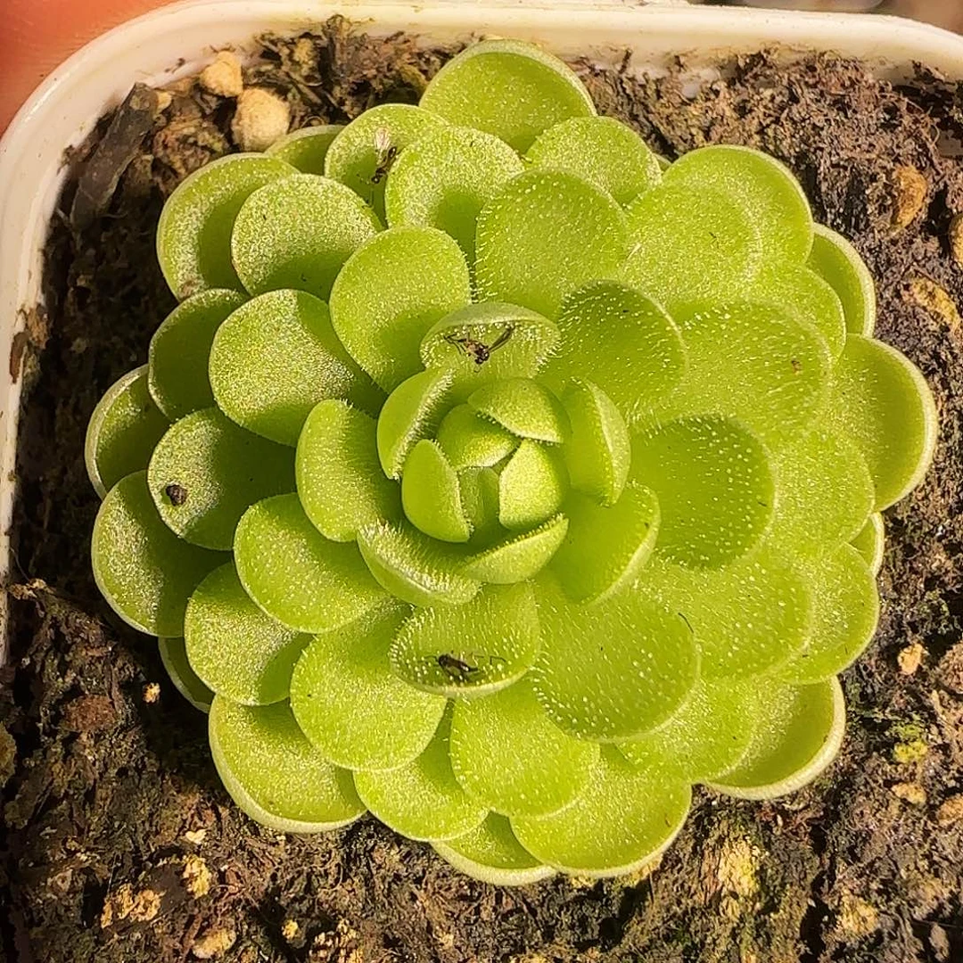 1120-------102捕虫堇