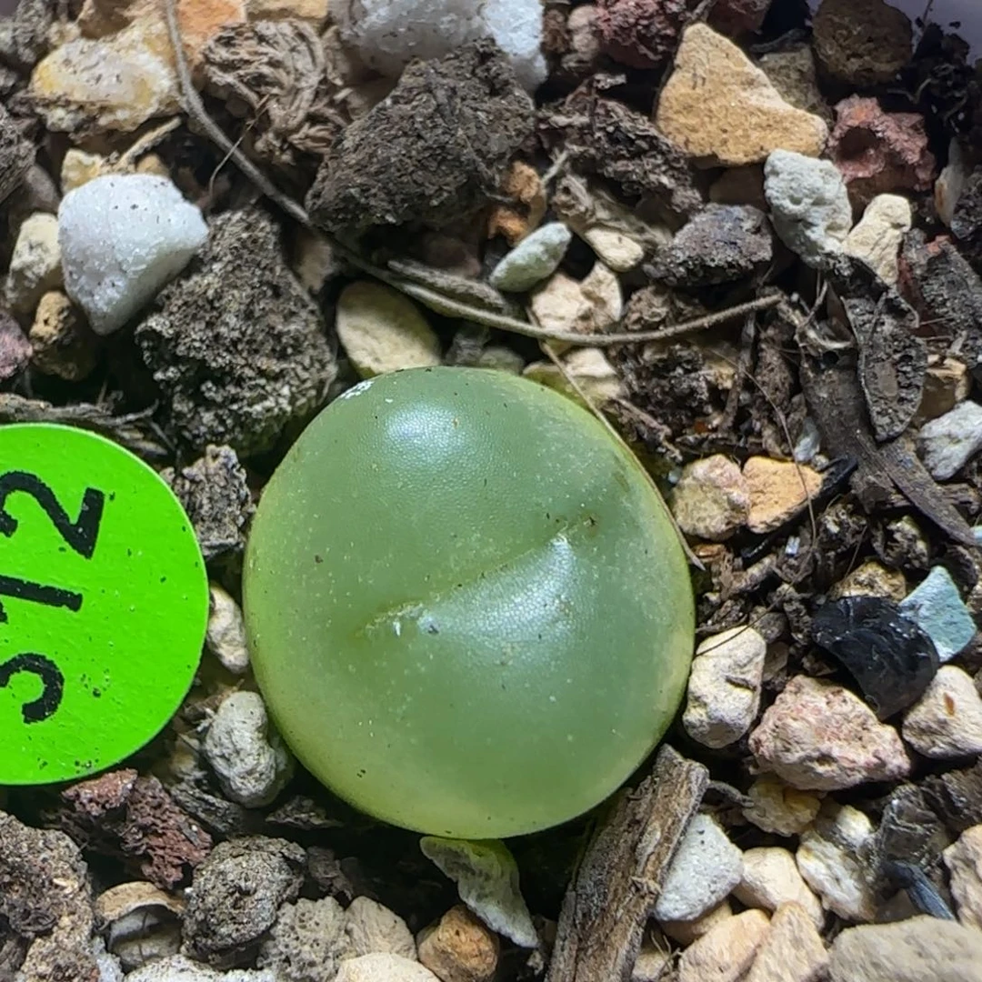 拉登1.2+多肉植物312