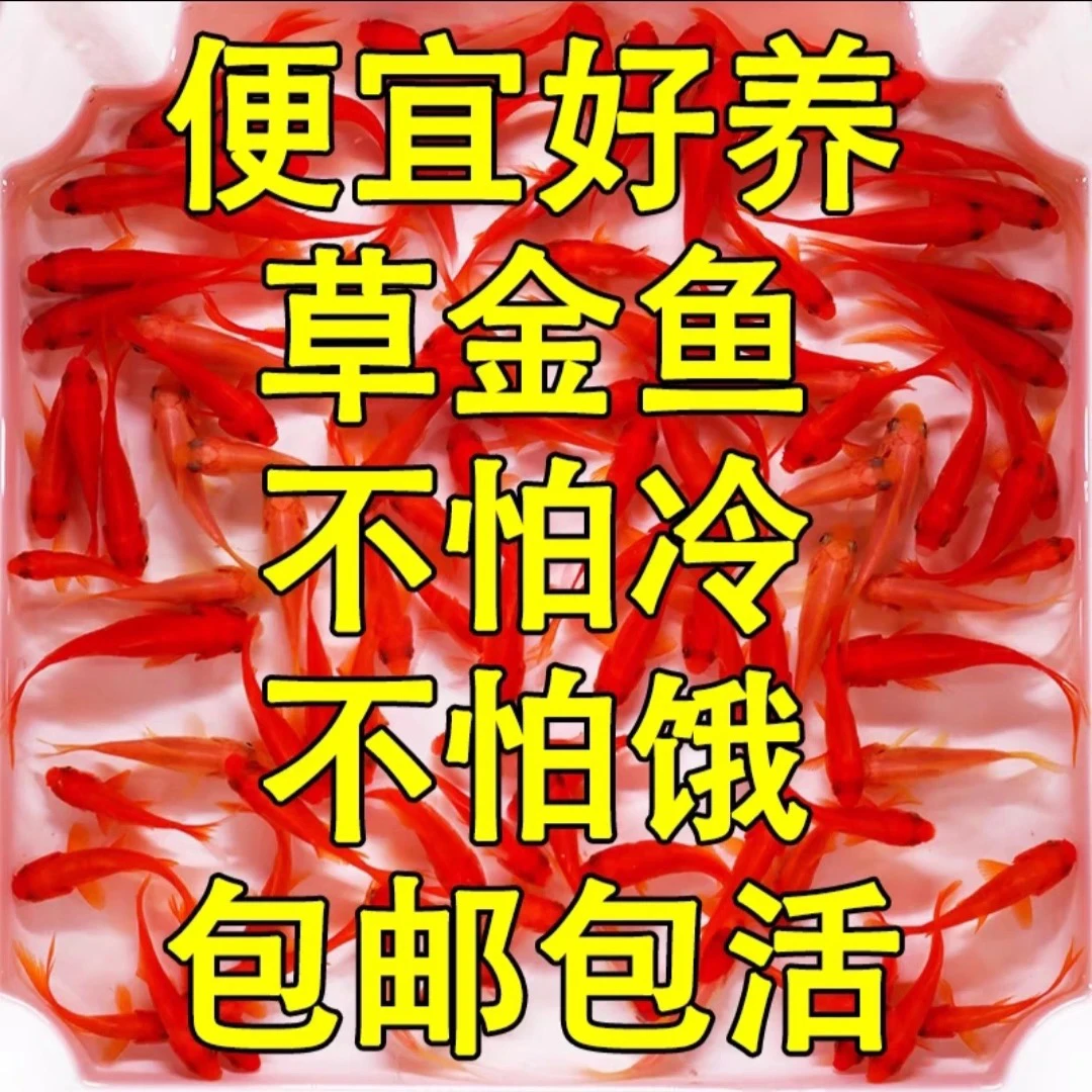 60条草金鱼冷水观赏鱼耐活好养适合当新奇小宠物