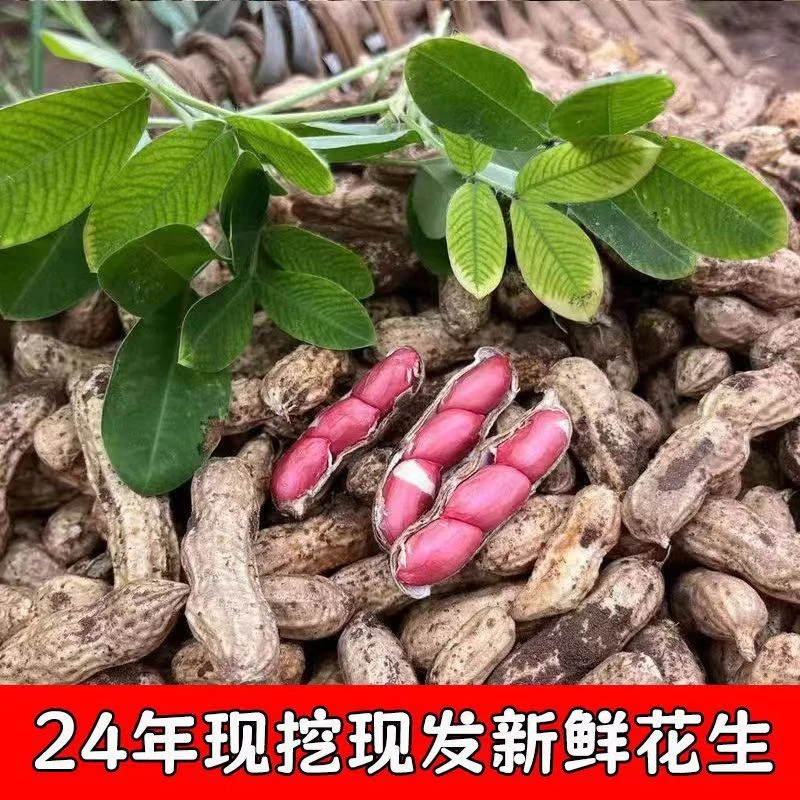 【优】农村花生米类 黄豆 大豆综合链接