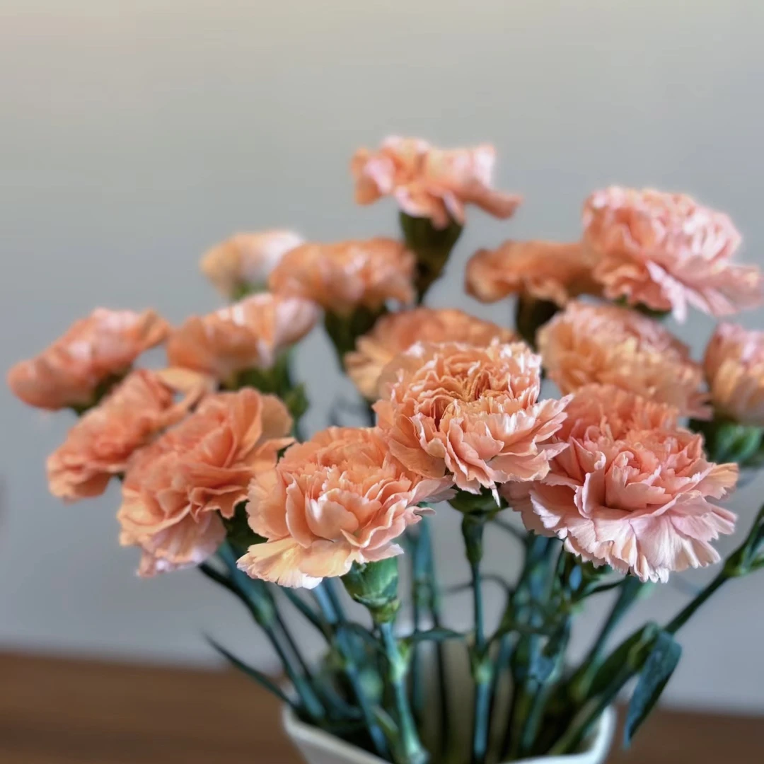 晨光单头康乃馨【两单顺丰冷链或京东快递】好养护花期长