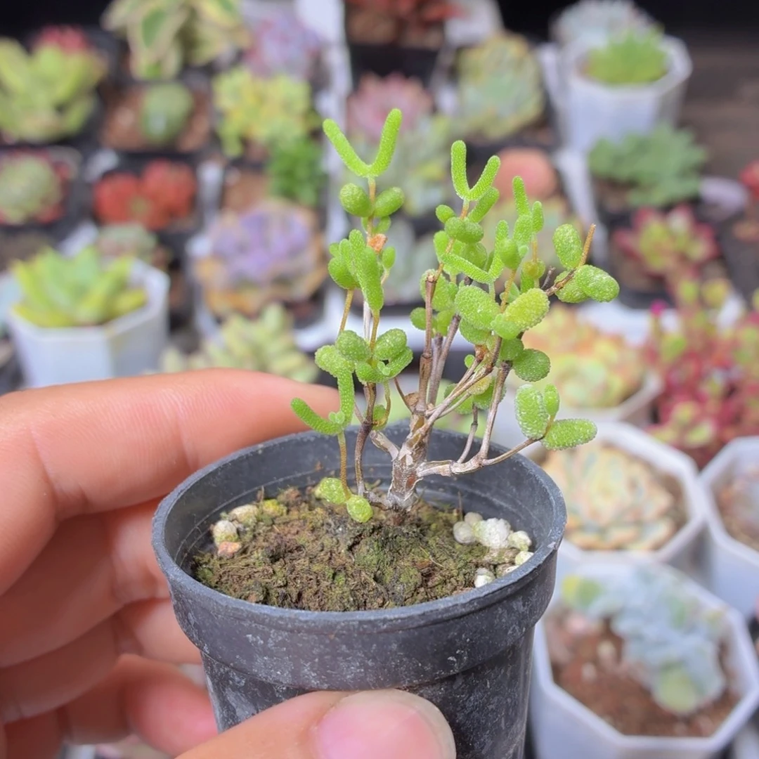 蜜橘糖球多肉9.9包邮发货