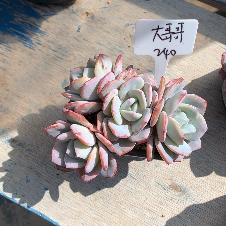 奶茶潜力股多肉寄养