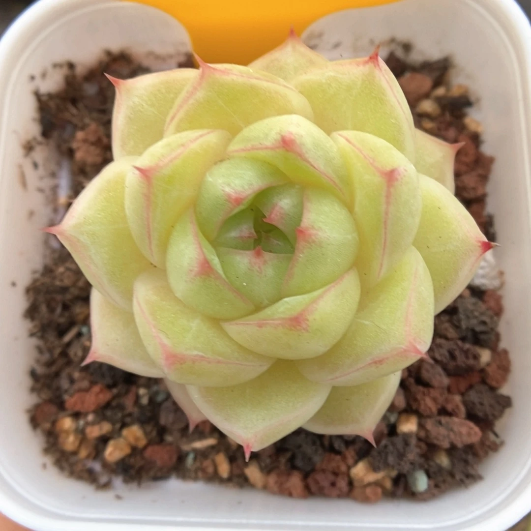 琉璃麦杆970号。