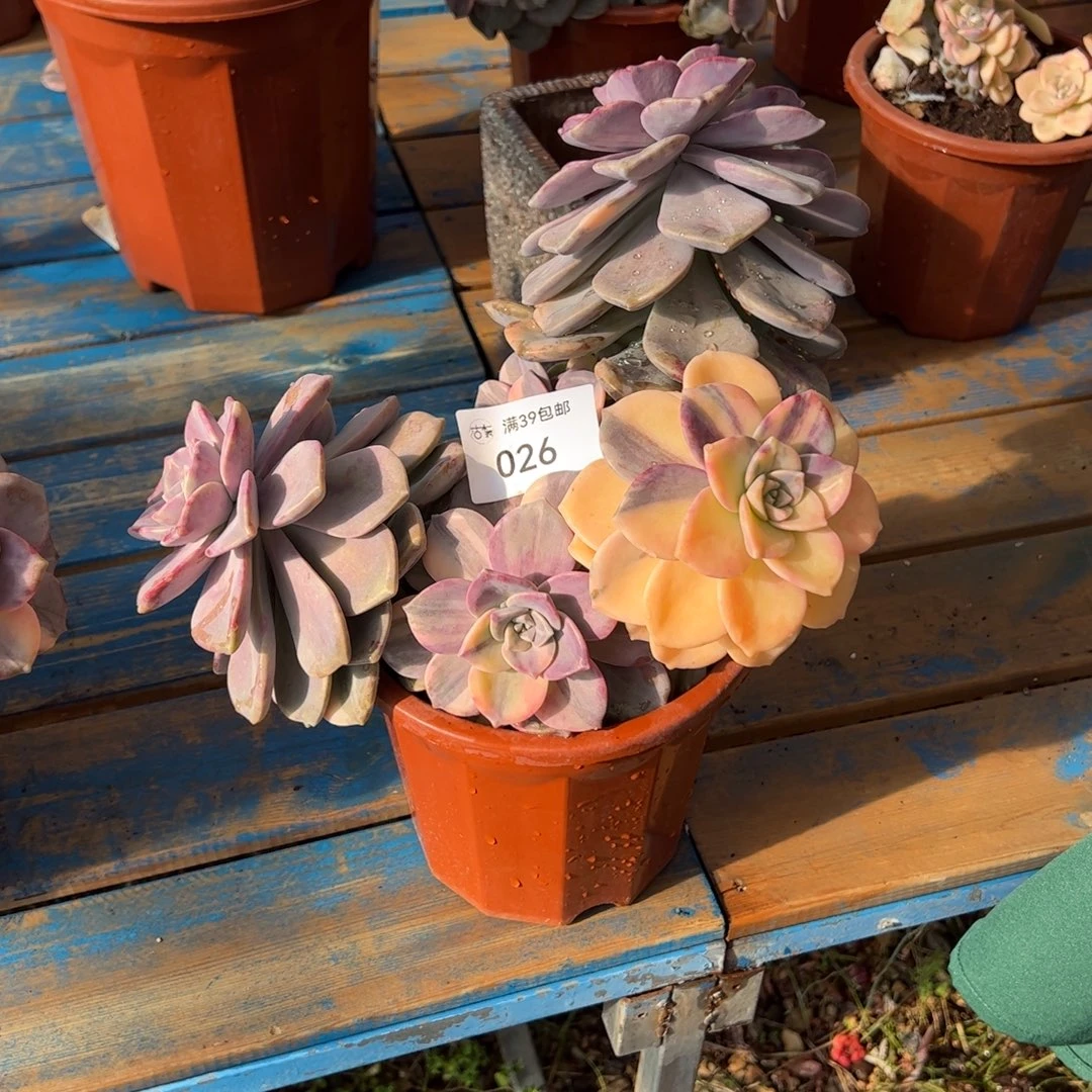 026多肉植物纤维维生素