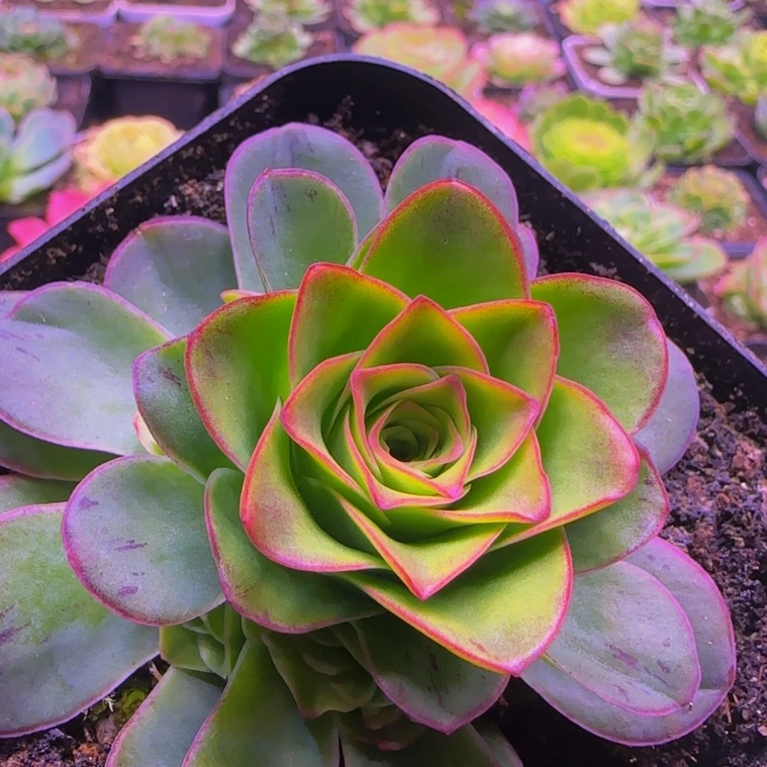 青莲捧花1656468686868