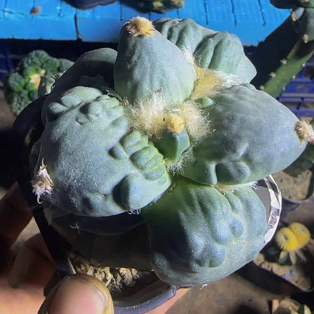 大尤怒168仙人球开花