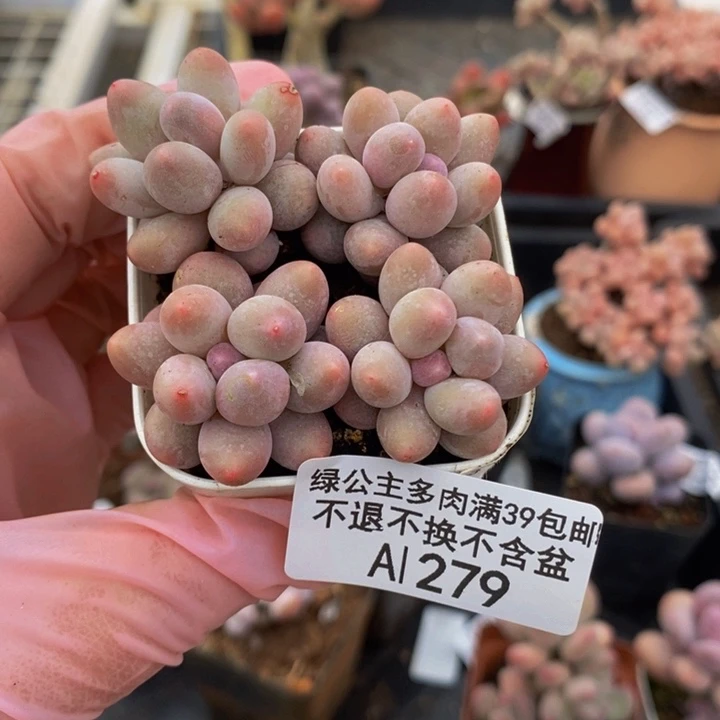 粉红泡泡4棵279多肉植物