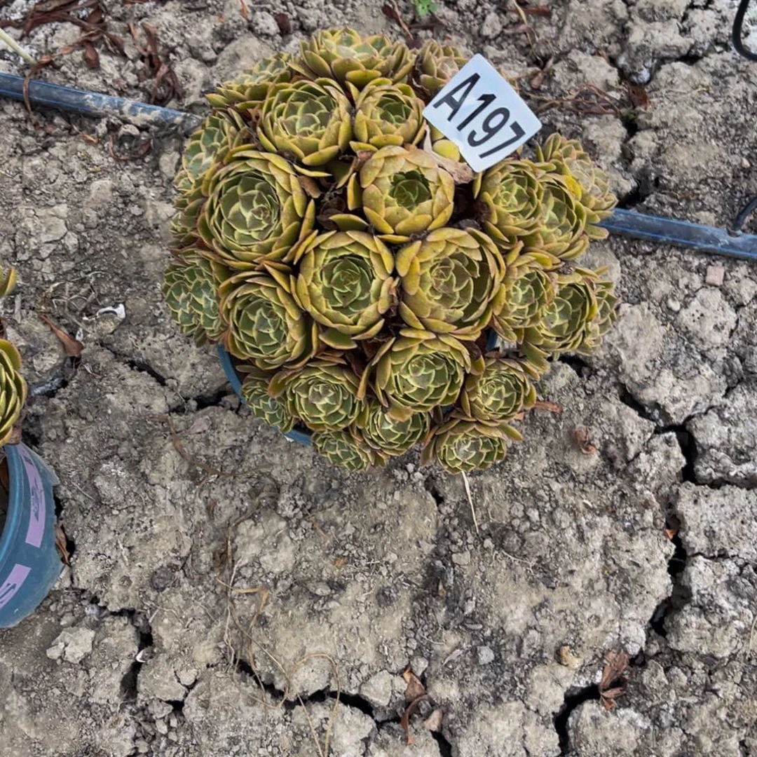 粉花妖26—32包邮法师