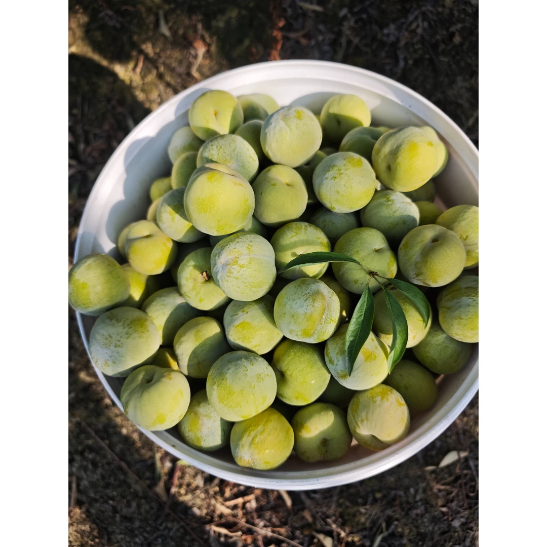 四川产地当季蜂糖李鲜果脱骨清脆李子空心脆甜孕妇水果现摘现发