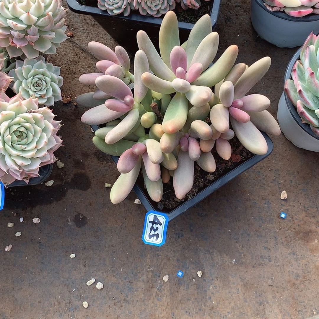 425糖果 一物一拍多肉