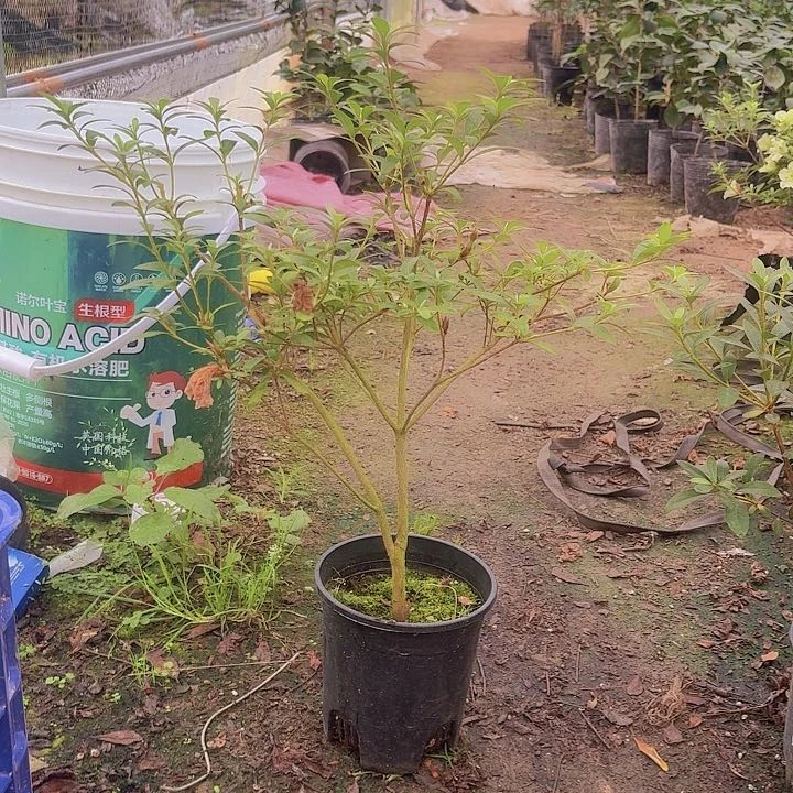 无花朵简**单舞小町