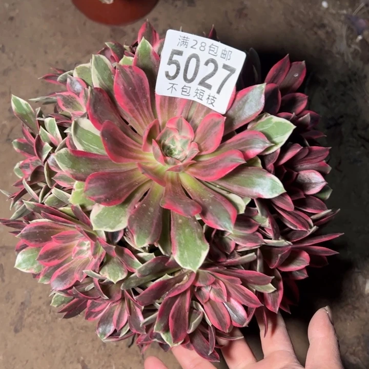 浣纱多肉植物法师5027