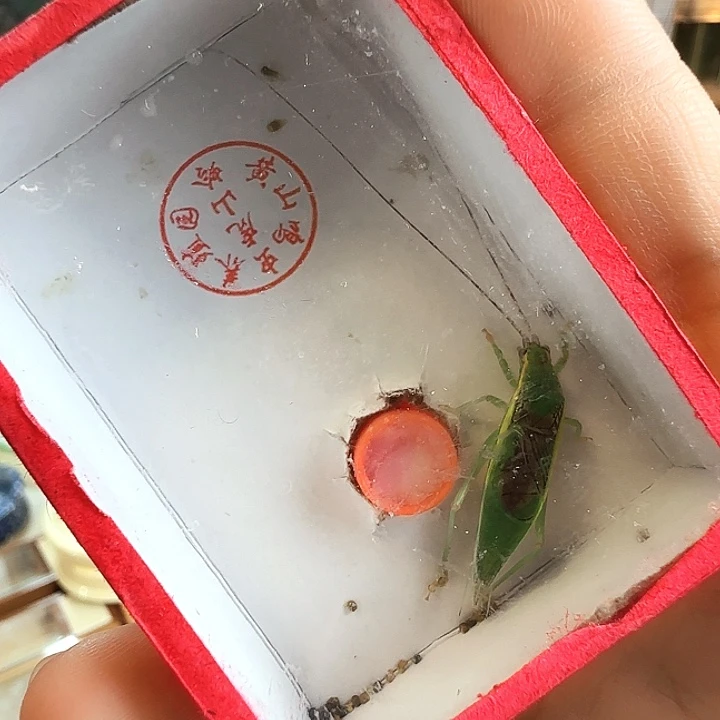 绿金钟一只啊啊啊啊啊啊