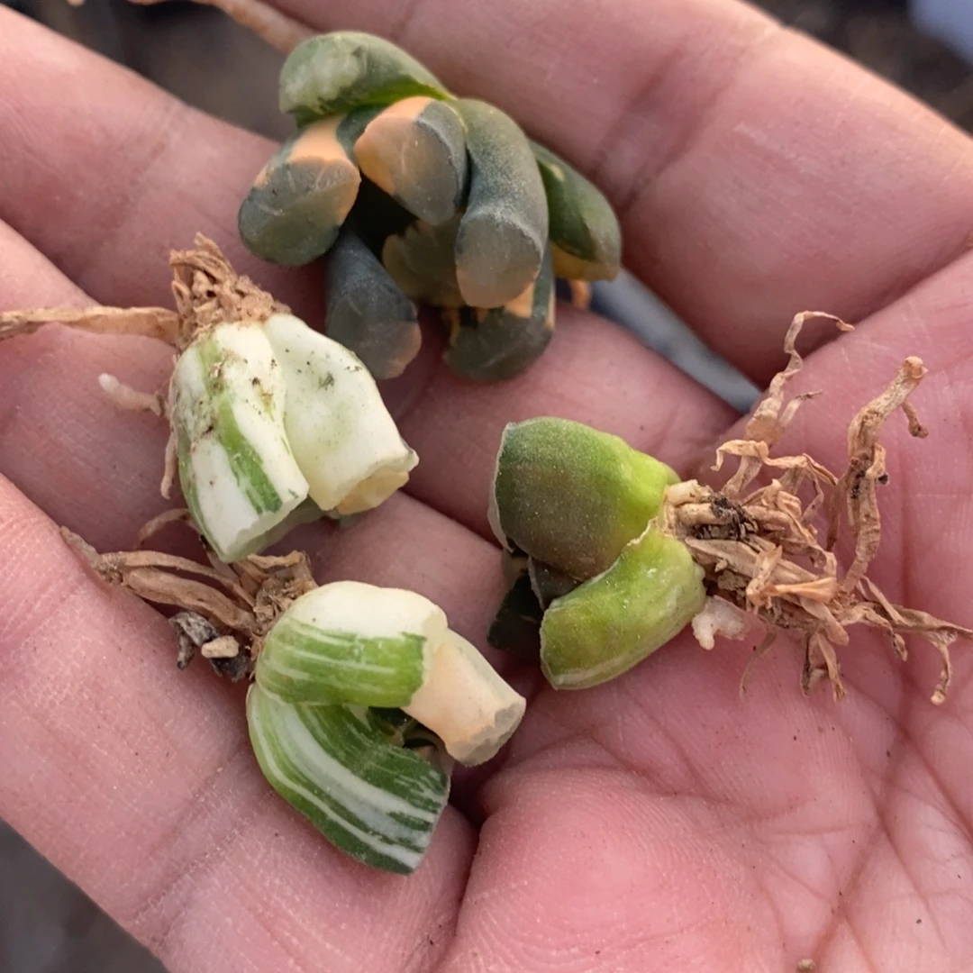 *****326 四颗一起 福利。