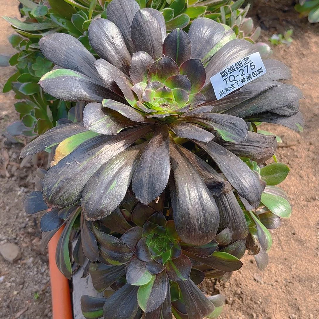 花斑路多肉植物四号275