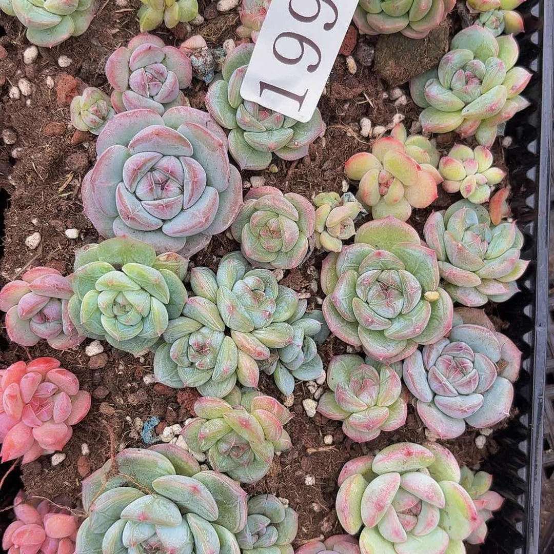 多肉植物多肉植物199
