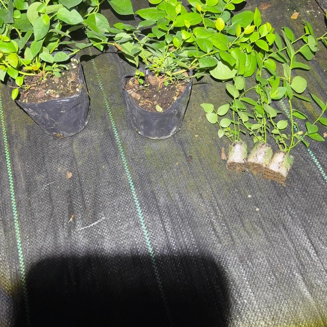 处理42小钵，两颗送苔藓25三颗