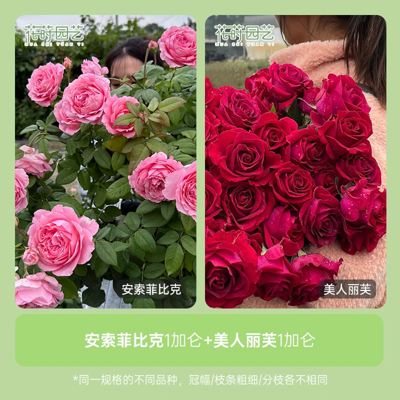 花莳园艺 1加扦插【安索菲比克+美人丽芙】组合月季花苗植物