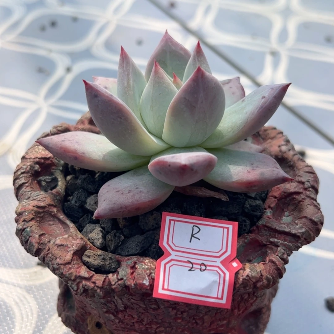 多肉植物卡系卡系