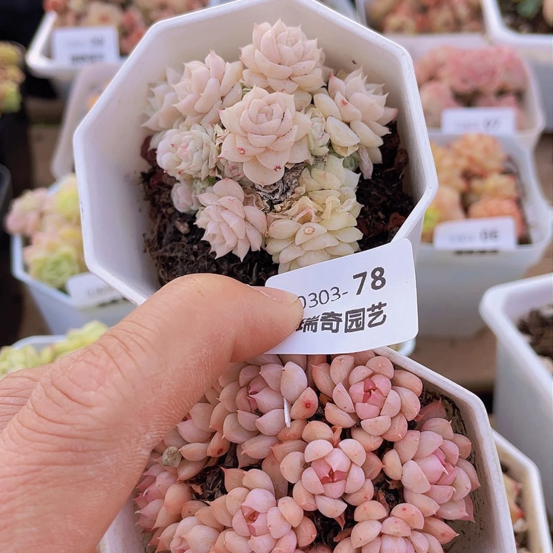 000000000000078量拍