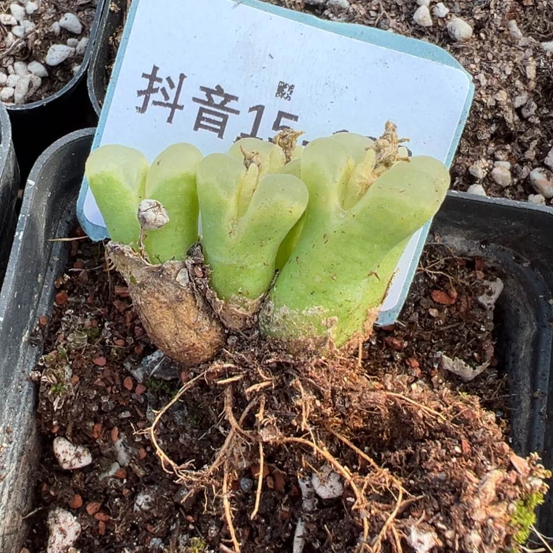 薄****15-182风铃多肉植物