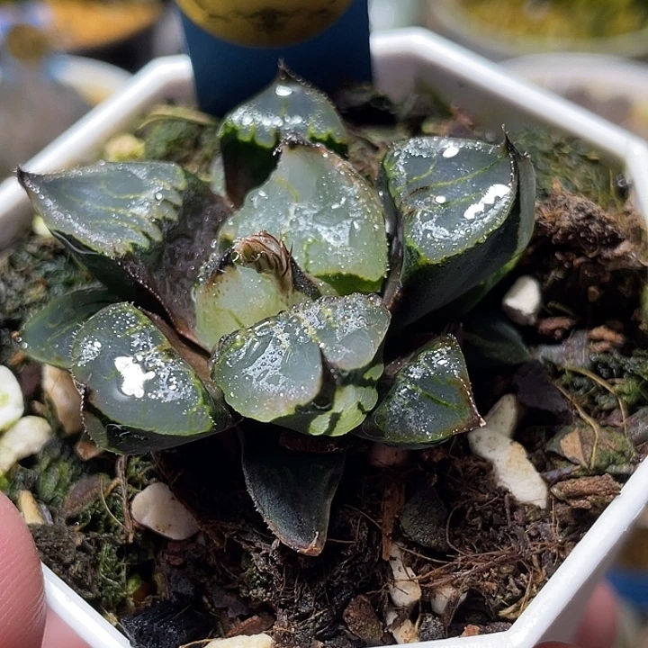 671初恋特选福利一物