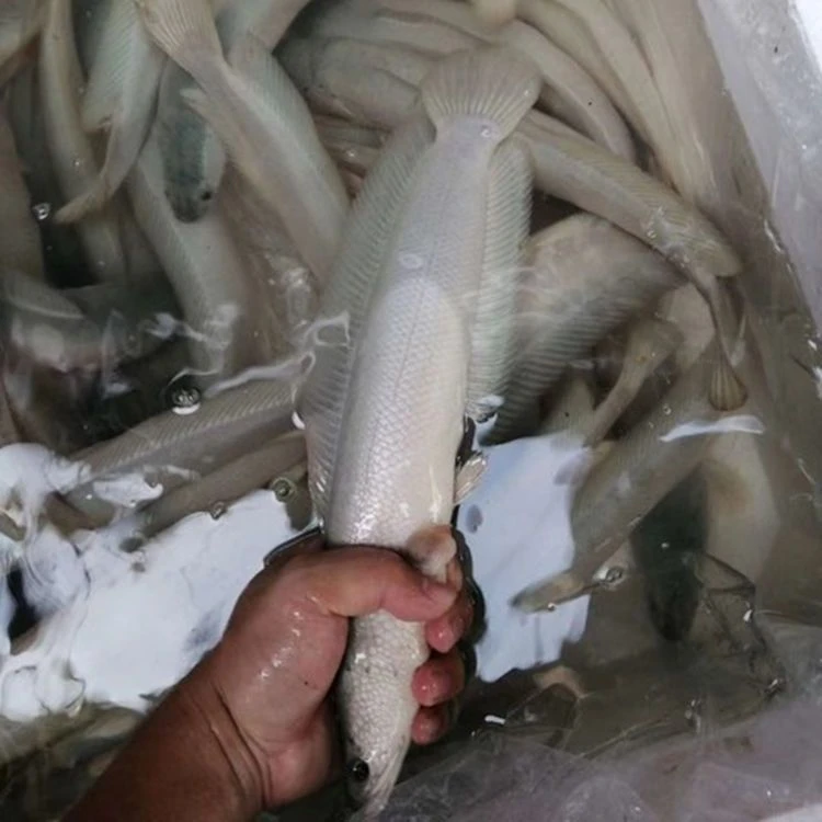 白甲雷龙四川白乌鱼观赏猛鱼白化黑鱼活体基地直销食用白乌鱼