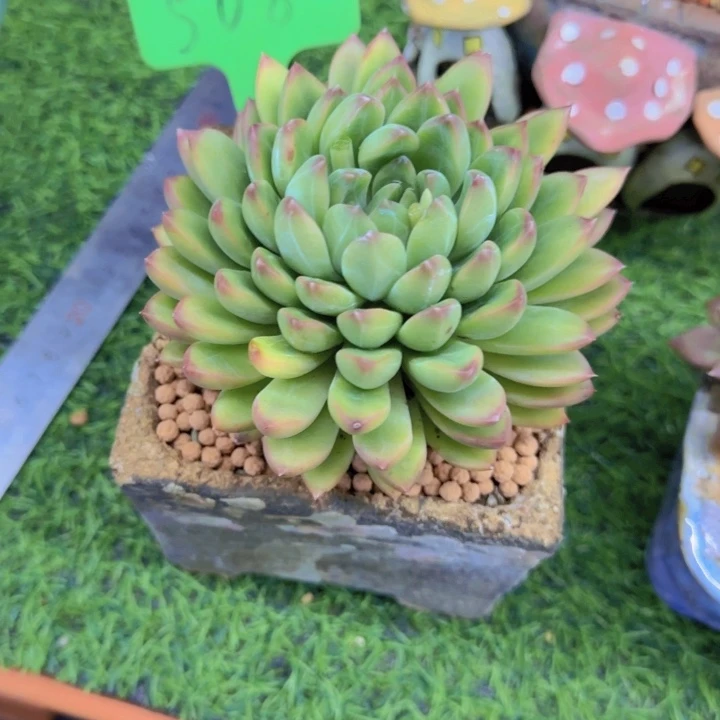 雷*敏508多肉植物一物一拍