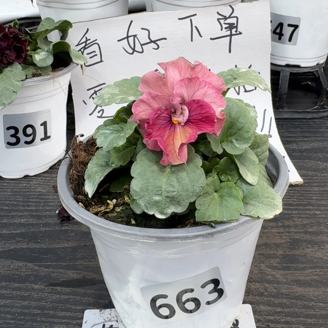 全部花朵663号玛丽林