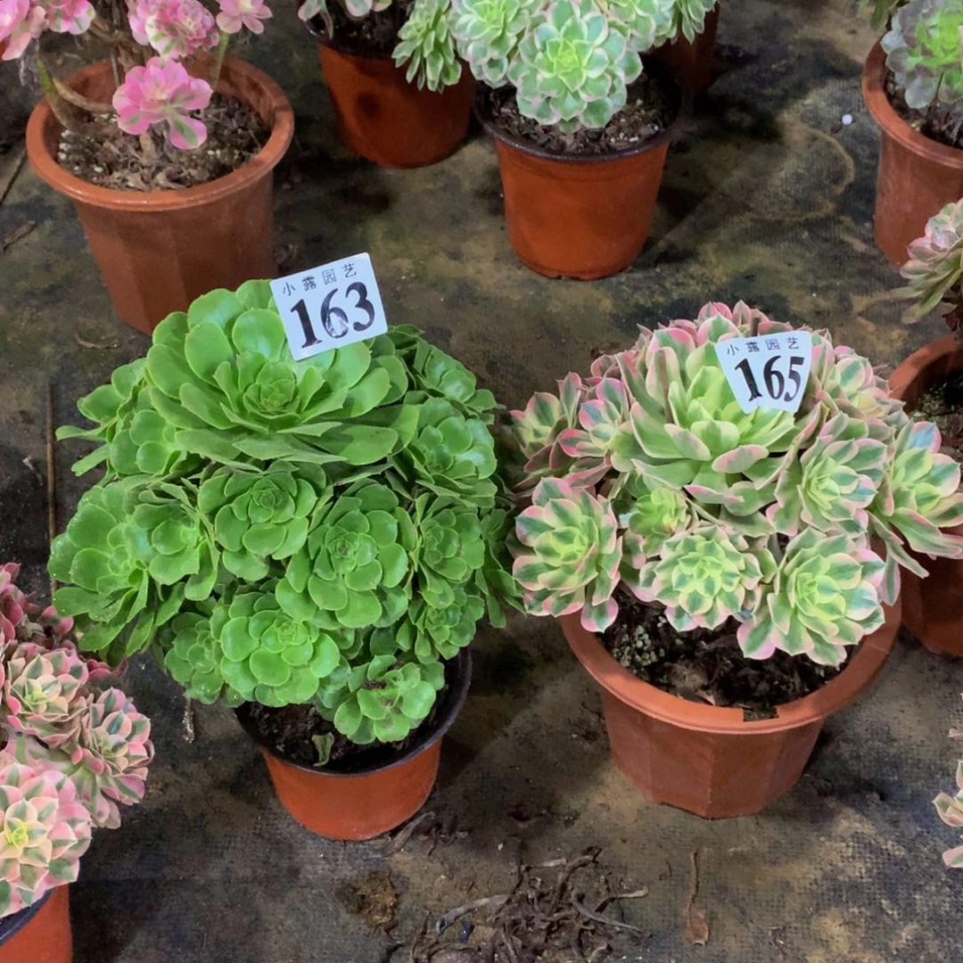 馨*163，165多肉植物88788