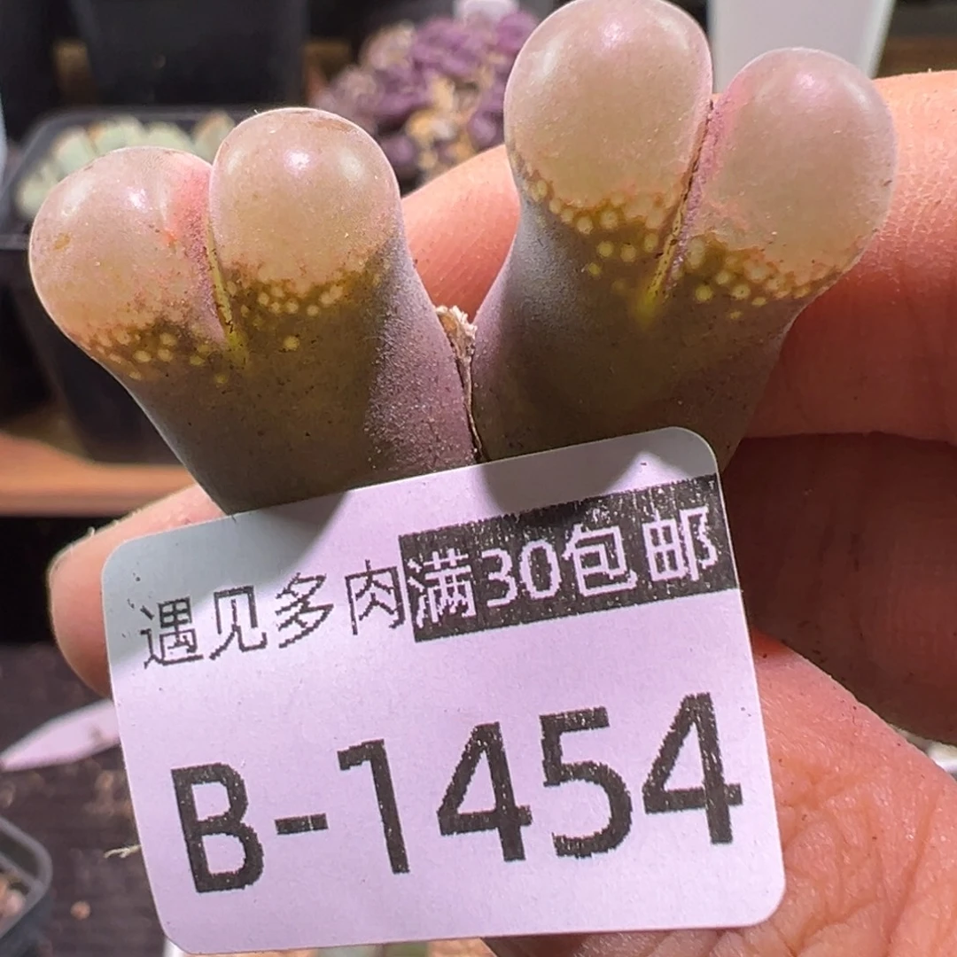 多肉植物1111111111111