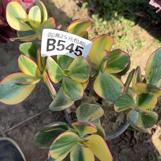 逸*多肉植物一个