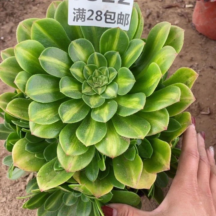 3522琉璃多肉植物二号棚