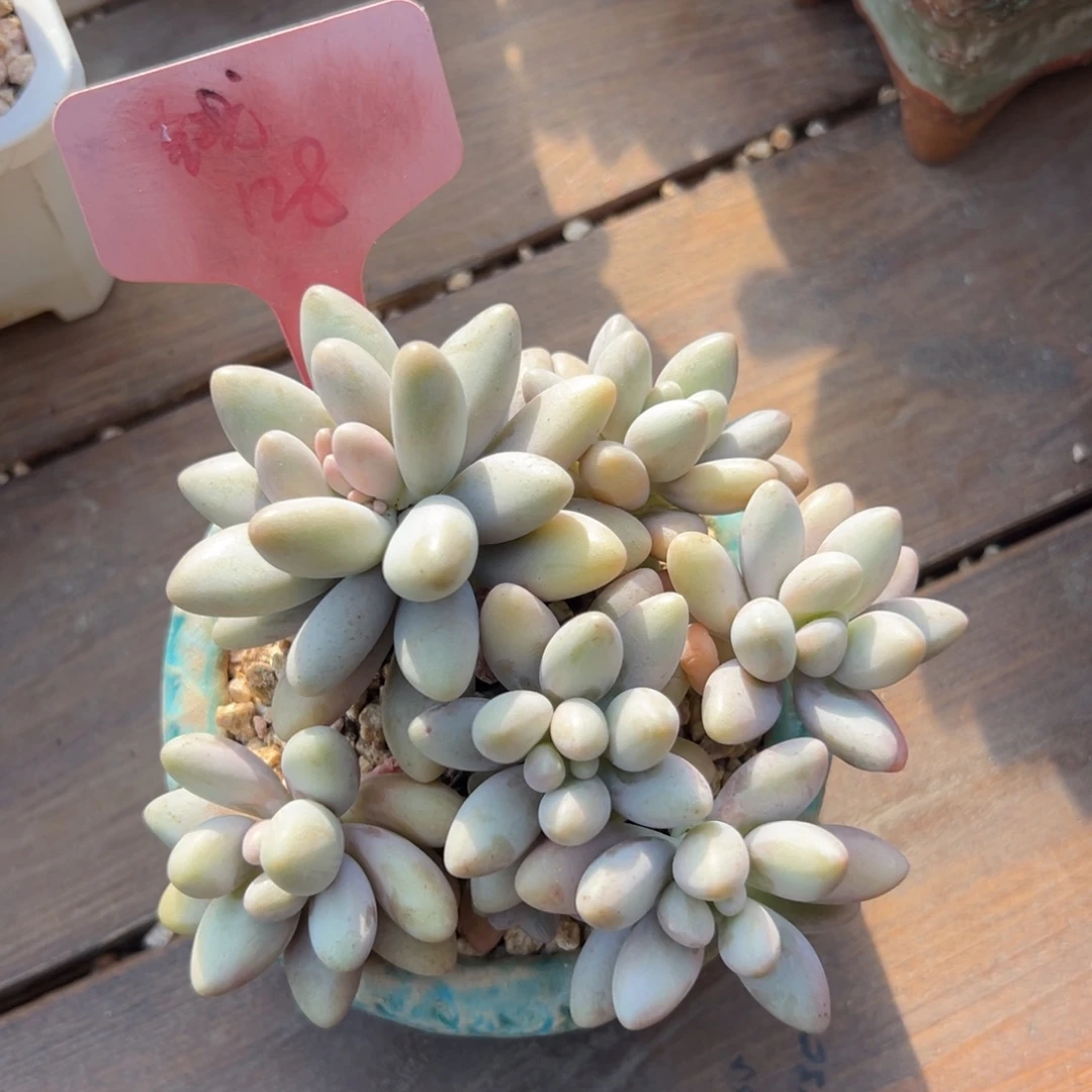 特价粉恋1111111111