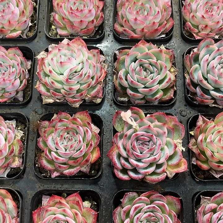 安***然10个侧影多肉植物给安然