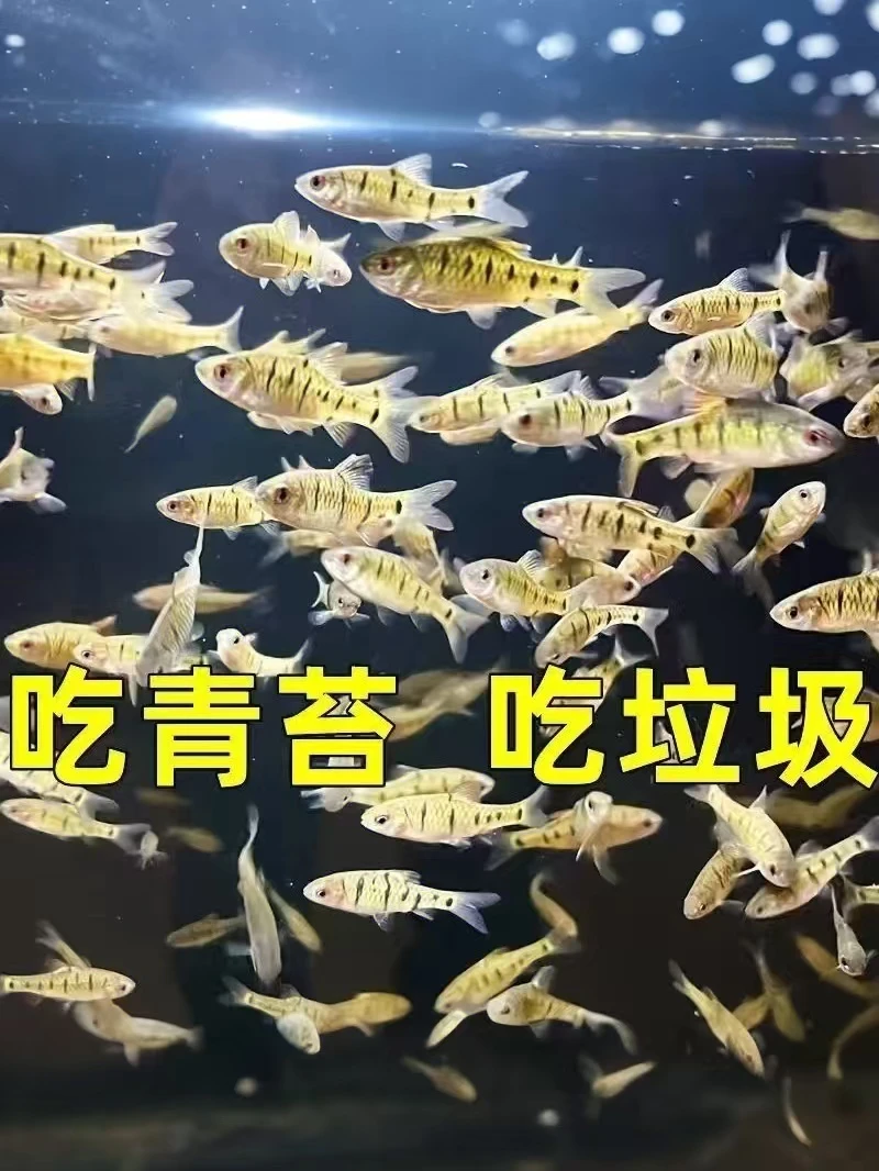 原生鱼生态条纹鲃群游观赏鱼小溪耐活冷水鱼淡水鲜活马口鱼杂鱼